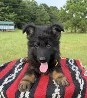 AKC Yellow, long coat , a male German Shepherd Dog for sale in Tiverton, RI – 2 of 4