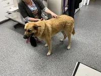 Max (neutered), a male German Shepherd Dog and Great Pyrenees for sale in Redding Ridge, CT – Photo 1 of 9