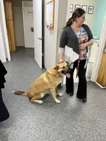 Max (neutered), a male German Shepherd Dog and Great Pyrenees for sale in Redding Ridge, CT – Photo 2 of 9