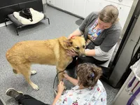 Max (neutered), a male German Shepherd Dog and Great Pyrenees for sale in Redding Ridge, CT – Photo 9 of 9
