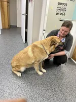 Max (neutered), a male German Shepherd Dog and Great Pyrenees for sale in Redding Ridge, CT – Photo 5 of 9