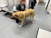 Max (neutered), a male German Shepherd Dog and Great Pyrenees for sale in Redding Ridge, CT – Photo 8 of 9