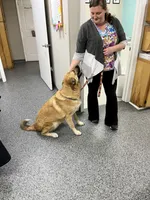Max (neutered), a male German Shepherd Dog and Great Pyrenees for sale in Redding Ridge, CT – Photo 4 of 9