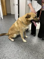Max (neutered), a male German Shepherd Dog and Great Pyrenees for sale in Redding Ridge, CT – Photo 7 of 9