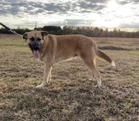Max (neutered), a male German Shepherd Dog and Great Pyrenees for sale in Redding Ridge, CT – Photo 6 of 9
