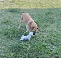 Max (neutered), a male German Shepherd Dog and Great Pyrenees for sale in Redding Ridge, CT – Photo 3 of 9