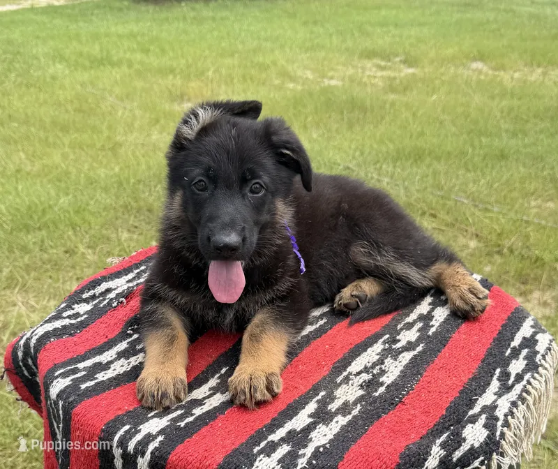 AKC Purple, standard short coat – German Shepherd Dog puppy for sale in Tiverton, RI