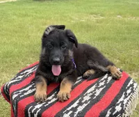 AKC Purple, standard short coat, a male German Shepherd Dog for sale in Tiverton, RI – 1 of 3