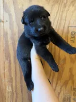 AKC Freya DDR blood line , a female German Shepherd Dog for sale in Tiverton, RI – 2 of 2