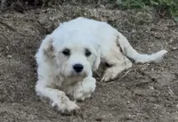 AKC Champion Line Winston , a male Maltese for sale in Tiverton, RI – 2 of 4