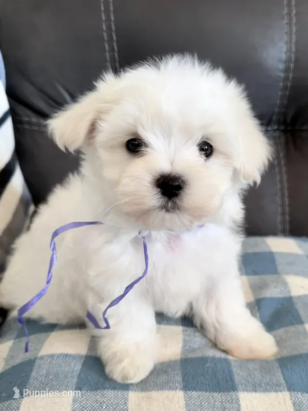 AKC Champion Line Winston  – Maltese puppy for sale in Redding Ridge, CT