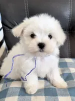 AKC Champion Line Winston , a male Maltese for sale in Redding Ridge, CT – 1 of 1