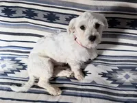 AKC Champion Line Winston , a male Maltese for sale in Tiverton, RI – 1 of 4