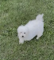 AKC Champion Line Winston , a male Maltese for sale in Tiverton, RI – 4 of 4