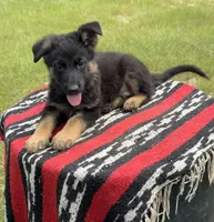 AKC Red, standard short coat, a male German Shepherd Dog for sale in Tiverton, RI – 3 of 3