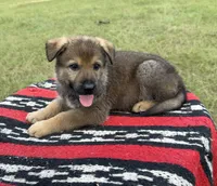AKC MOUSSE - DDR Blood Line, a male German Shepherd Dog for sale in Tiverton, RI – 2 of 7