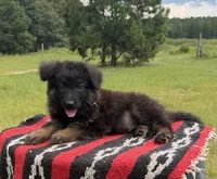AKC Green, long coat, a male German Shepherd Dog for sale in Tiverton, RI – 2 of 5
