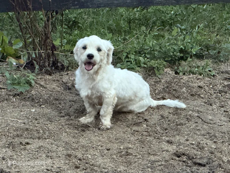 AKC Champion Line Winston  – Maltese puppy for sale in Tiverton, RI