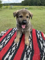 AKC MOUSSE - DDR Blood Line, a male German Shepherd Dog for sale in Tiverton, RI – 6 of 7