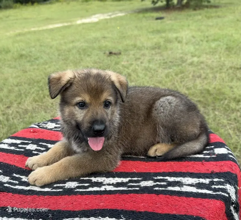 AKC MOUSSE - DDR Blood Line – German Shepherd Dog puppy for sale in Tiverton, RI