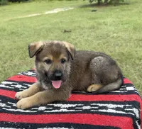 AKC MOUSSE - DDR Blood Line, a male German Shepherd Dog for sale in Tiverton, RI – 1 of 7