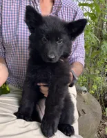 AKC Red Collar, a female German Shepherd Dog for sale in Redding Ridge, CT – Photo 3 of 3