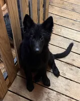 AKC Red Collar, a female German Shepherd Dog for sale in Redding Ridge, CT – Photo 1 of 3