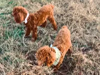 Chilly , a female Poodle - Miniature  for sale in Tiverton, RI – 4 of 6