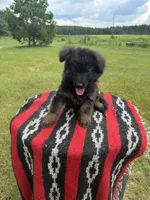 AKC Green, long coat, a male German Shepherd Dog for sale in Tiverton, RI – 3 of 5