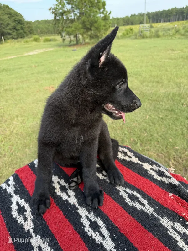 AKC Freya DDR blood line  – German Shepherd Dog puppy for sale in Tiverton, RI