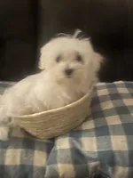 processed/0e97c43b-a951-4572-9c18-82e8ef789b1d/listing/90ae8585-9adc-4915-8769-c7c768873398/345b4832-e4ae-4177-86bf-18005152fdb6