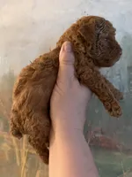 Chilly , a female Poodle - Miniature  for sale in Tiverton, RI – 2 of 6