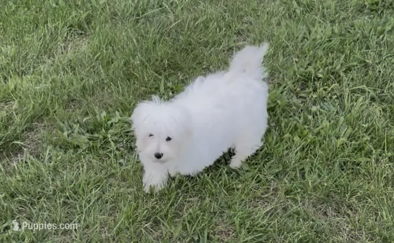 AKC Champion Line Winston  – Maltese puppy for sale in Redding, CT
