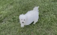 AKC Champion Line Winston , a male Maltese for sale in Tiverton, RI – 3 of 4