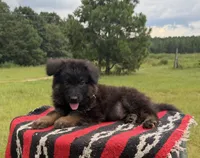 AKC Green, long coat, a male German Shepherd Dog for sale in Tiverton, RI – 4 of 5