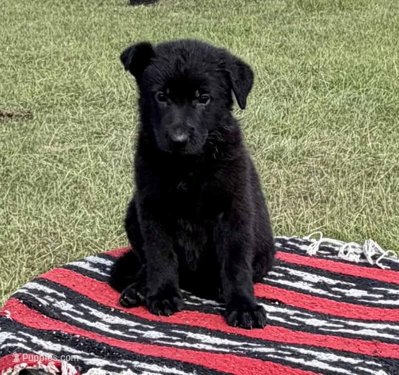 AKC Freya DDR blood line  – German Shepherd Dog puppy for sale in Tiverton, RI
