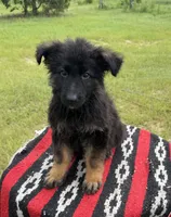 AKC Blue, long coat , a male German Shepherd Dog for sale in Tiverton, RI – 2 of 3