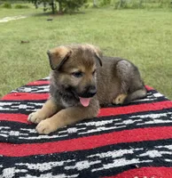 AKC MOUSSE - DDR Blood Line, a male German Shepherd Dog for sale in Tiverton, RI – 7 of 7