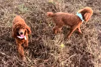 Chilly , a female Poodle - Miniature  for sale in Tiverton, RI – 6 of 6