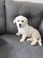 AKC Champion Line Winston , a male Maltese for sale in Redding, CT – 2 of 2