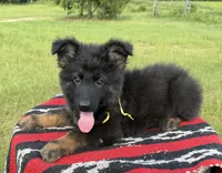 AKC Yellow, long coat , a male German Shepherd Dog for sale in Tiverton, RI – 3 of 4