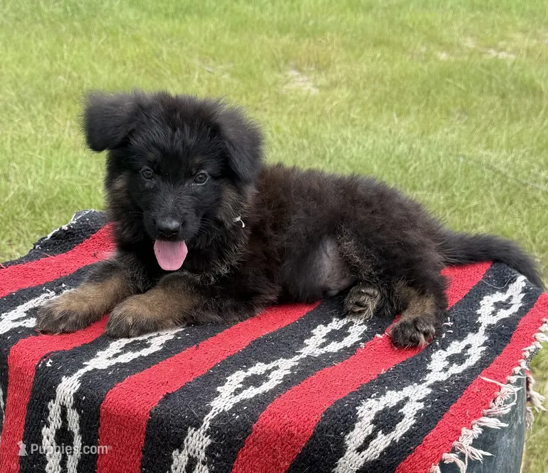 AKC Green, long coat – German Shepherd Dog puppy for sale in Tiverton, RI