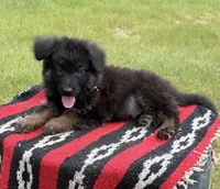 AKC Green, long coat, a male German Shepherd Dog for sale in Tiverton, RI – 1 of 5
