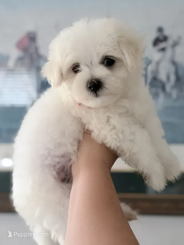 AKC Harry – Maltese puppy for sale in Redding, CT