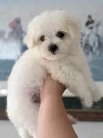 AKC Harry, a male Maltese for sale in Redding, CT – 1 of 1