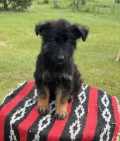 AKC Blue, long coat , a male German Shepherd Dog for sale in Tiverton, RI – 3 of 3