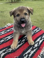 AKC MOUSSE - DDR Blood Line, a male German Shepherd Dog for sale in Tiverton, RI – 3 of 7