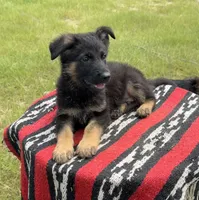 AKC Red, standard short coat, a male German Shepherd Dog for sale in Tiverton, RI – 2 of 3