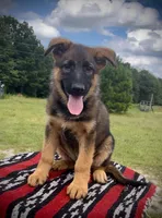 AKC Golden Boy, a male German Shepherd Dog for sale in Redding Ridge, CT – Photo 1 of 5