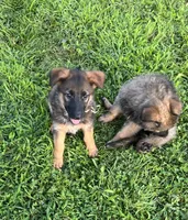 AKC Golden Boy, a male German Shepherd Dog for sale in Redding Ridge, CT – Photo 4 of 5